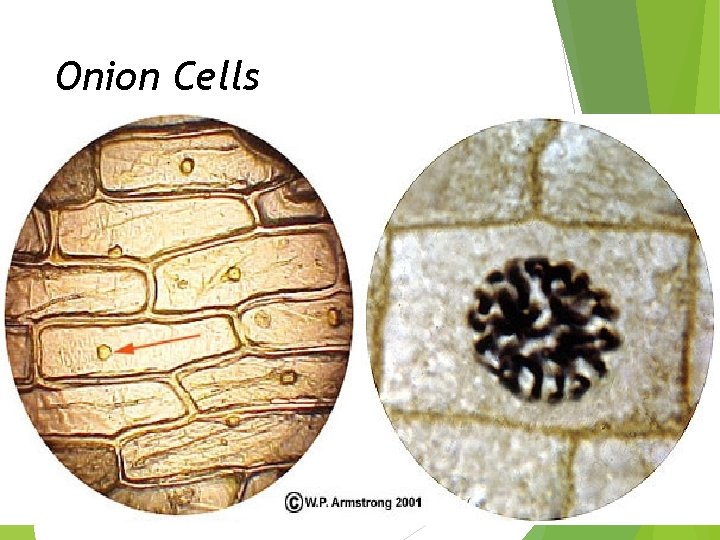 Onion Cells 