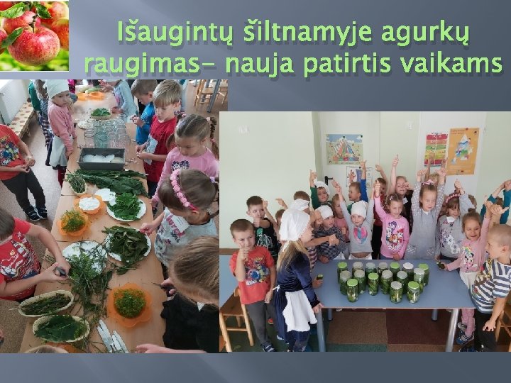 Išaugintų šiltnamyje agurkų raugimas- nauja patirtis vaikams 