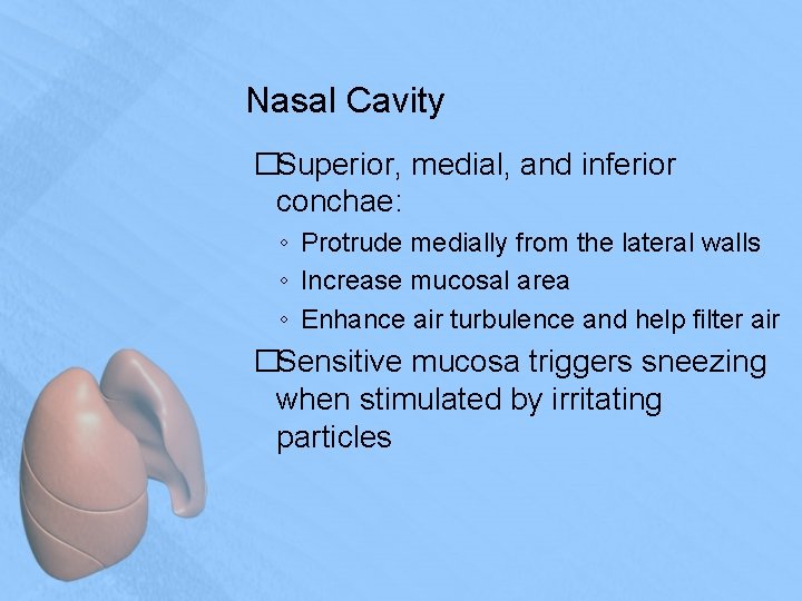 Nasal Cavity �Superior, medial, and inferior conchae: ◦ Protrude medially from the lateral walls