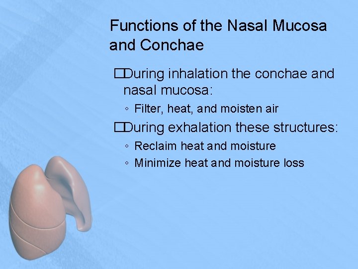 Functions of the Nasal Mucosa and Conchae �During inhalation the conchae and nasal mucosa:
