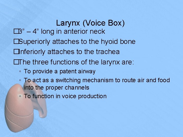 Larynx (Voice Box) � 3” – 4” long in anterior neck �Superiorly attaches to