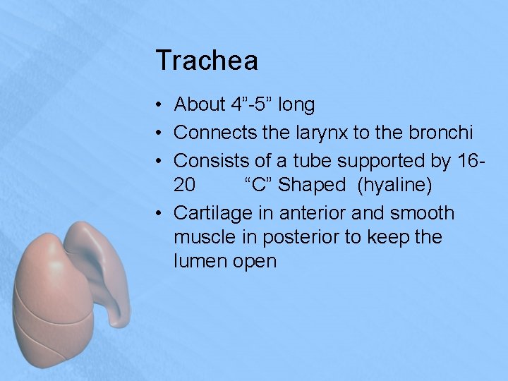 Trachea • About 4”-5” long • Connects the larynx to the bronchi • Consists