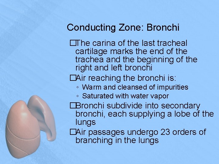Conducting Zone: Bronchi �The carina of the last tracheal cartilage marks the end of