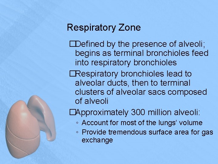 Respiratory Zone �Defined by the presence of alveoli; begins as terminal bronchioles feed into