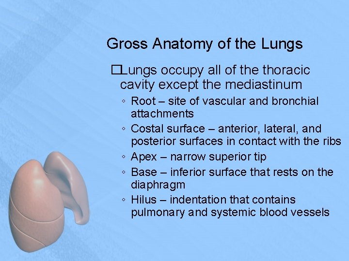 Gross Anatomy of the Lungs �Lungs occupy all of the thoracic cavity except the