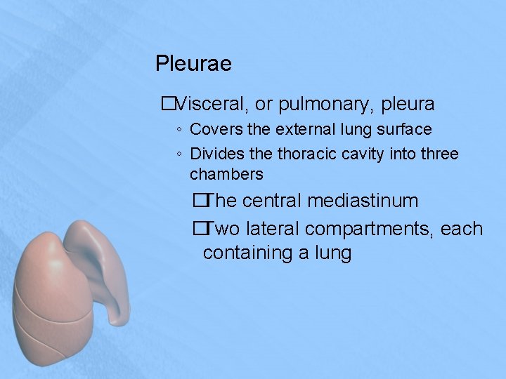 Pleurae �Visceral, or pulmonary, pleura ◦ Covers the external lung surface ◦ Divides the