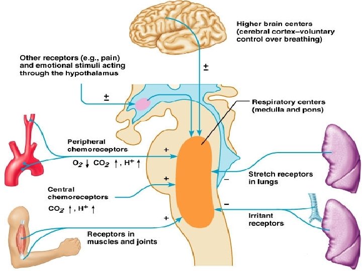 Medullary Respiratory Centers 