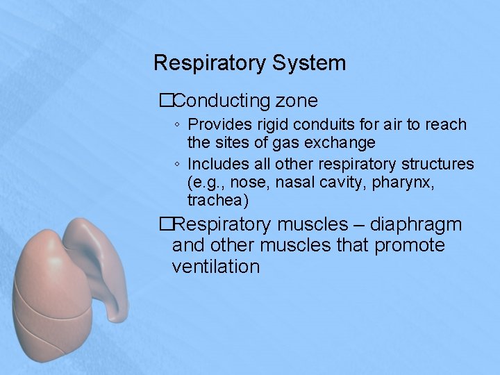 The Respiratory System AP Review Respiratory Overview Respiratory