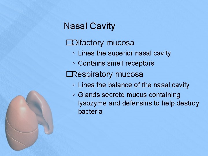 Nasal Cavity �Olfactory mucosa ◦ Lines the superior nasal cavity ◦ Contains smell receptors