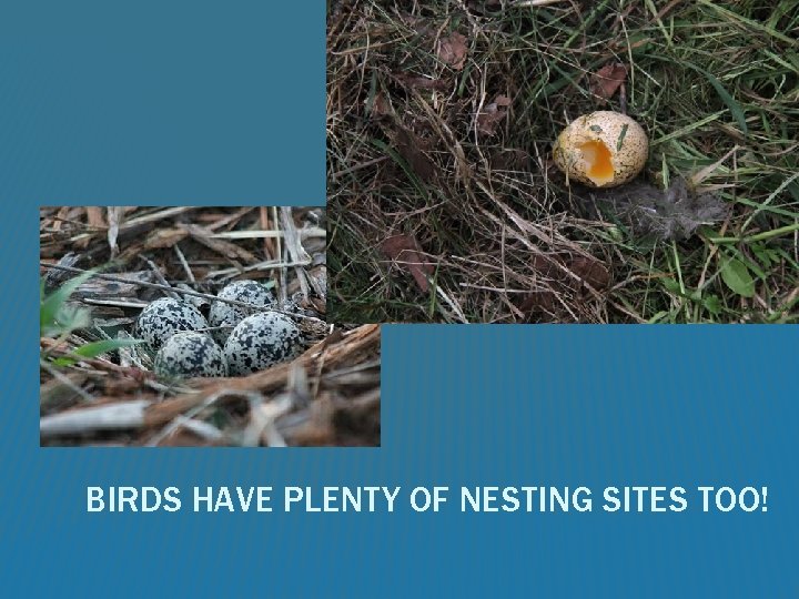 BIRDS HAVE PLENTY OF NESTING SITES TOO! 