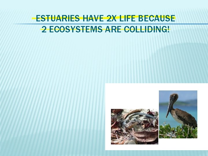 ESTUARIES HAVE 2 X LIFE BECAUSE 2 ECOSYSTEMS ARE COLLIDING! 