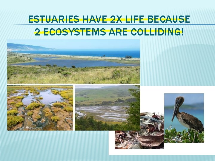 ESTUARIES HAVE 2 X LIFE BECAUSE 2 ECOSYSTEMS ARE COLLIDING! 