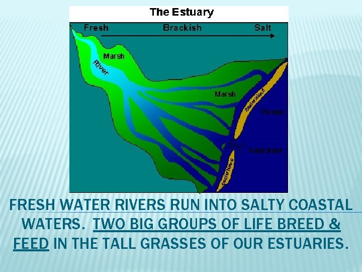 FRESH WATER RIVERS RUN INTO SALTY COASTAL WATERS. TWO BIG GROUPS OF LIFE BREED