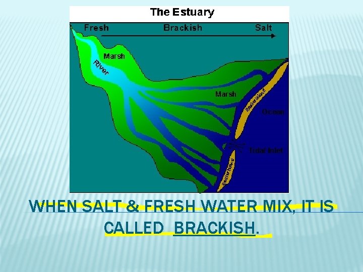 WHEN SALT & FRESH WATER MIX, IT IS CALLED BRACKISH. 