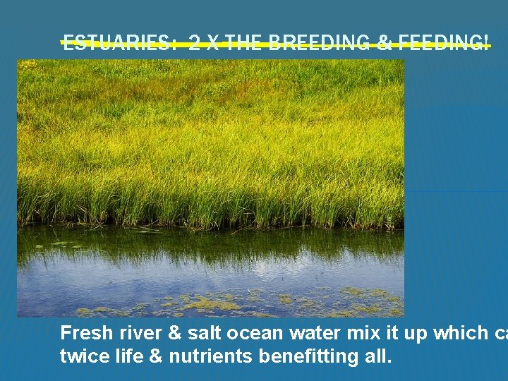 ESTUARIES: 2 X THE BREEDING & FEEDING! Fresh river & salt ocean water mix