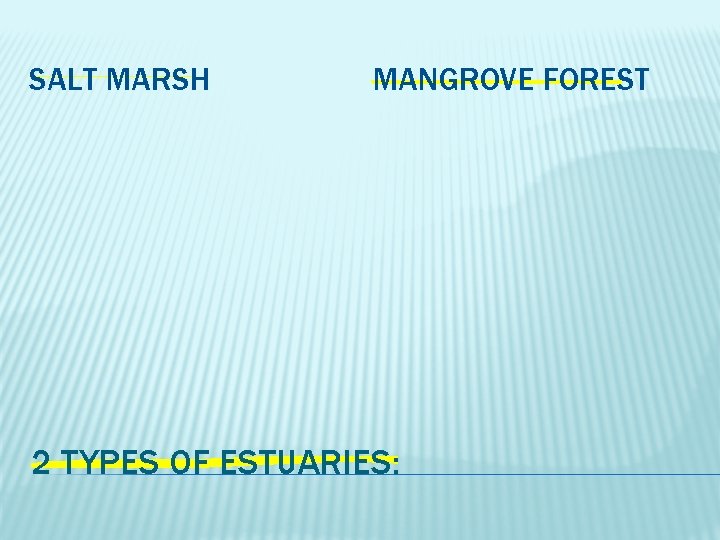 SALT MARSH MANGROVE FOREST 2 TYPES OF ESTUARIES: 