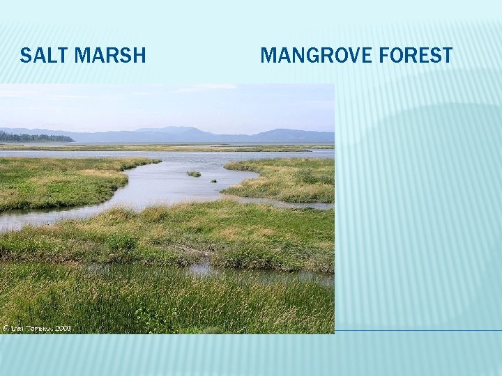 SALT MARSH MANGROVE FOREST 2 TYPES OF ESTUARIES: 
