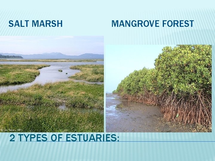 SALT MARSH MANGROVE FOREST 2 TYPES OF ESTUARIES: 