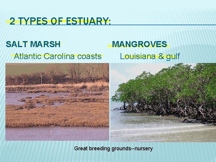 2 TYPES OF ESTUARY: SALT MARSH Atlantic Carolina coasts Stinky cord grass Absorbs tons