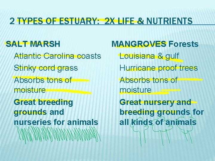 2 TYPES OF ESTUARY: 2 X LIFE & NUTRIENTS SALT MARSH Atlantic Carolina coasts