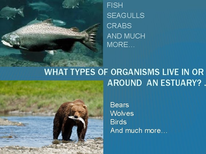 FISH SEAGULLS CRABS AND MUCH MORE… WHAT TYPES OF ORGANISMS LIVE IN OR AROUND