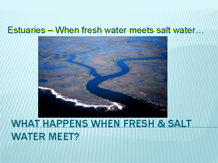 Estuaries – When fresh water meets salt water… WHAT HAPPENS WHEN FRESH & SALT