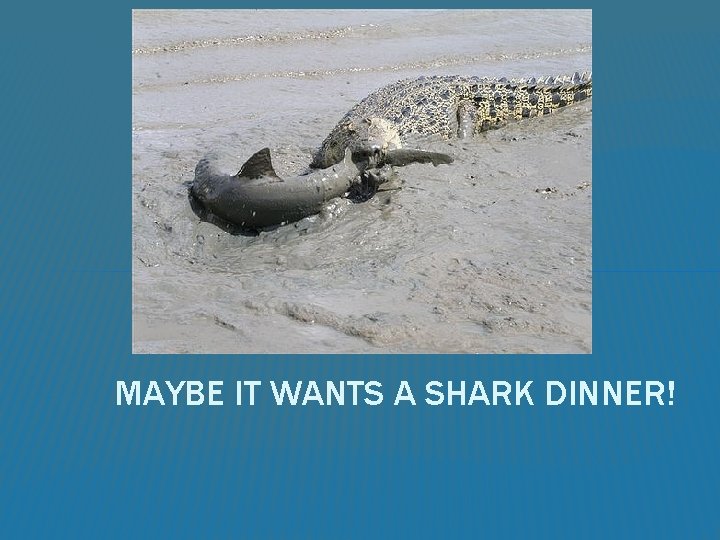 MAYBE IT WANTS A SHARK DINNER! 