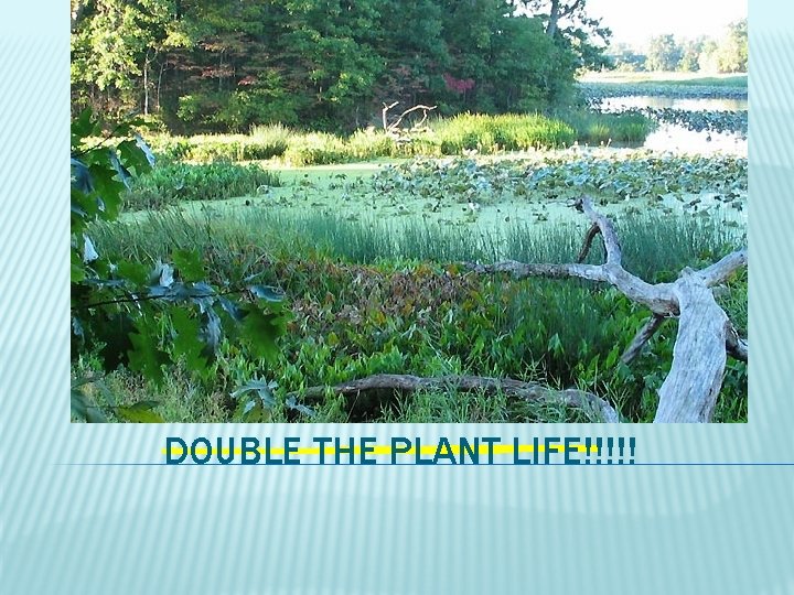 DOUBLE THE PLANT LIFE!!!!! 