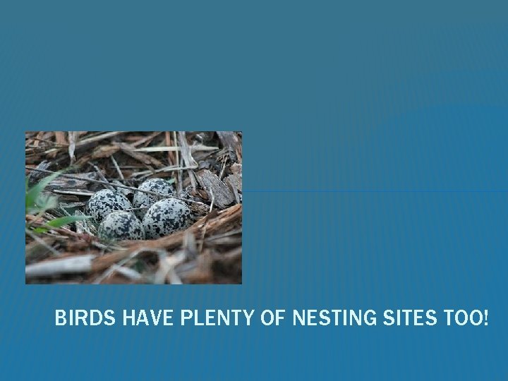 BIRDS HAVE PLENTY OF NESTING SITES TOO! 