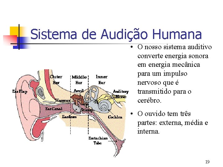 Sistema de Audição Humana • O nosso sistema auditivo converte energia sonora em energia