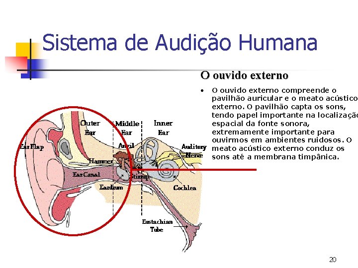 Sistema de Audição Humana O ouvido externo • O ouvido externo compreende o pavilhão
