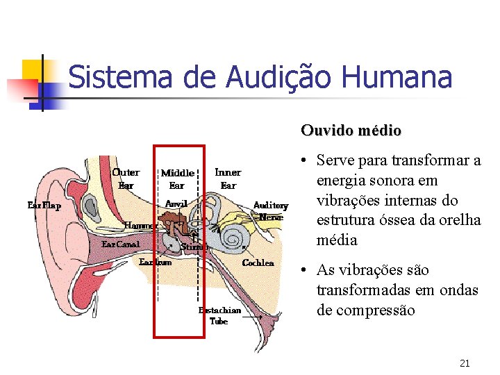 Sistema de Audição Humana Ouvido médio • Serve para transformar a energia sonora em
