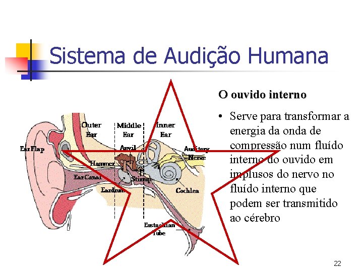 Sistema de Audição Humana O ouvido interno • Serve para transformar a energia da