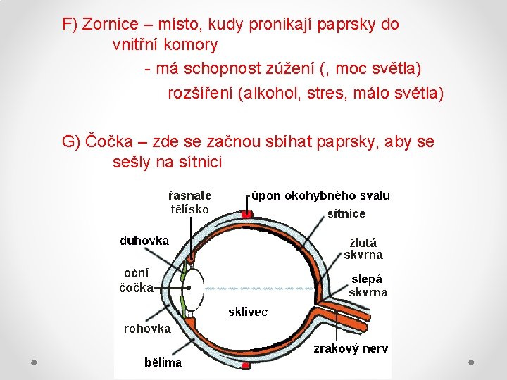 F) Zornice – místo, kudy pronikají paprsky do vnitřní komory - má schopnost zúžení