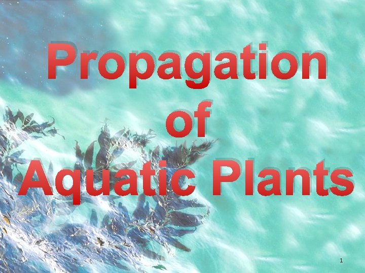 Propagation of Aquatic Plants 1 