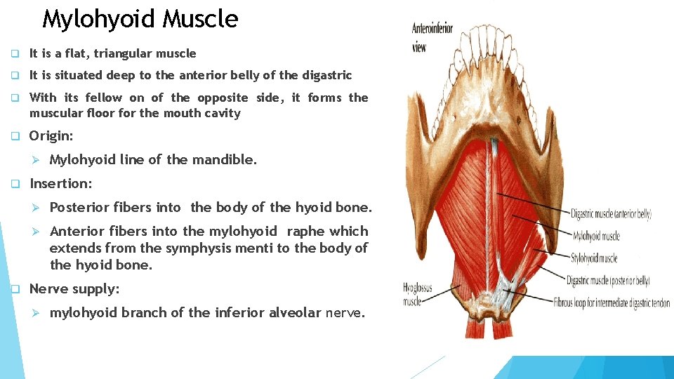 Mylohyoid Muscle q It is a flat, triangular muscle q It is situated deep