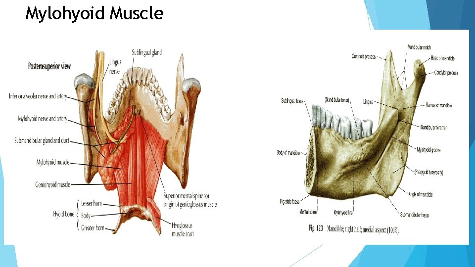 Mylohyoid Muscle 