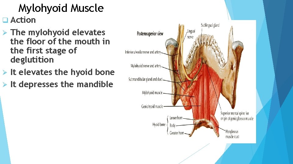 Mylohyoid Muscle q Action The mylohyoid elevates the floor of the mouth in the