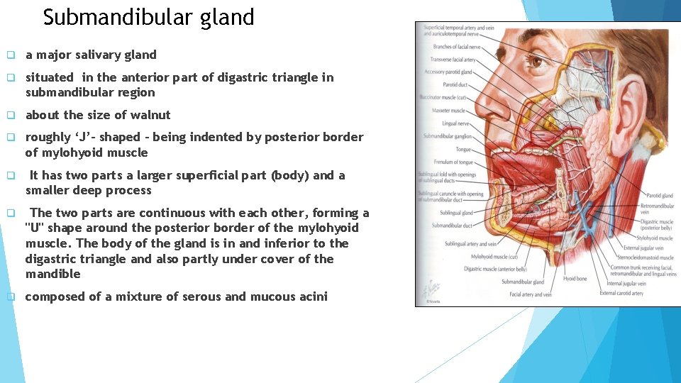 Submandibular gland q a major salivary gland q situated in the anterior part of