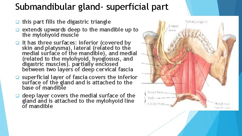 Submandibular gland- superficial part q q q this part fills the digastric triangle extends