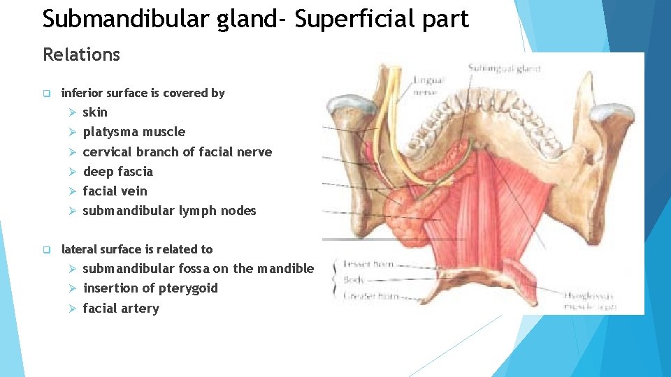 Submandibular gland- Superficial part Relations q inferior surface is covered by Ø Ø Ø