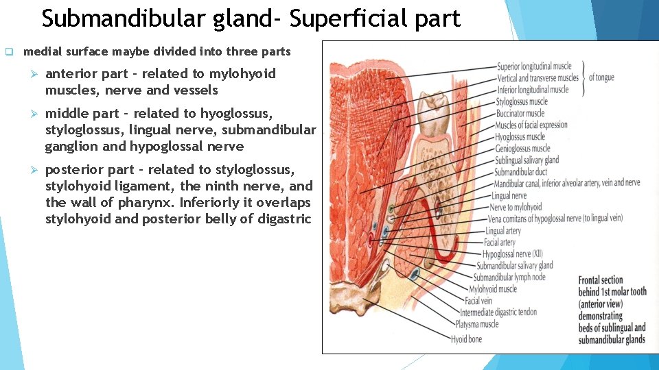 Submandibular gland- Superficial part q medial surface maybe divided into three parts Ø anterior