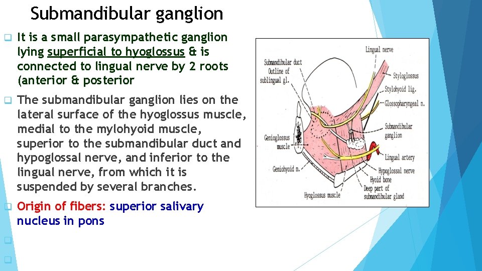 Submandibular ganglion q It is a small parasympathetic ganglion lying superficial to hyoglossus &