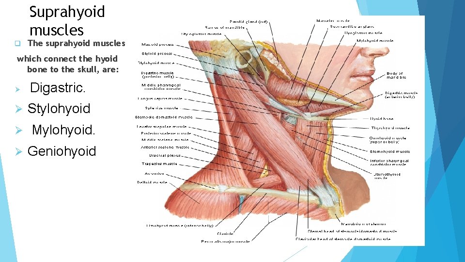 Suprahyoid muscles q The suprahyoid muscles which connect the hyoid bone to the skull,