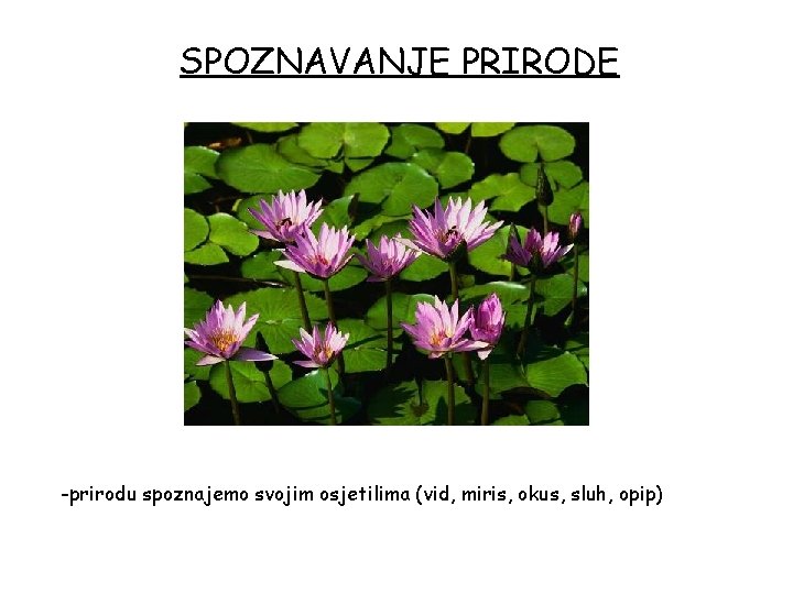 SPOZNAVANJE PRIRODE -prirodu spoznajemo svojim osjetilima (vid, miris, okus, sluh, opip) 