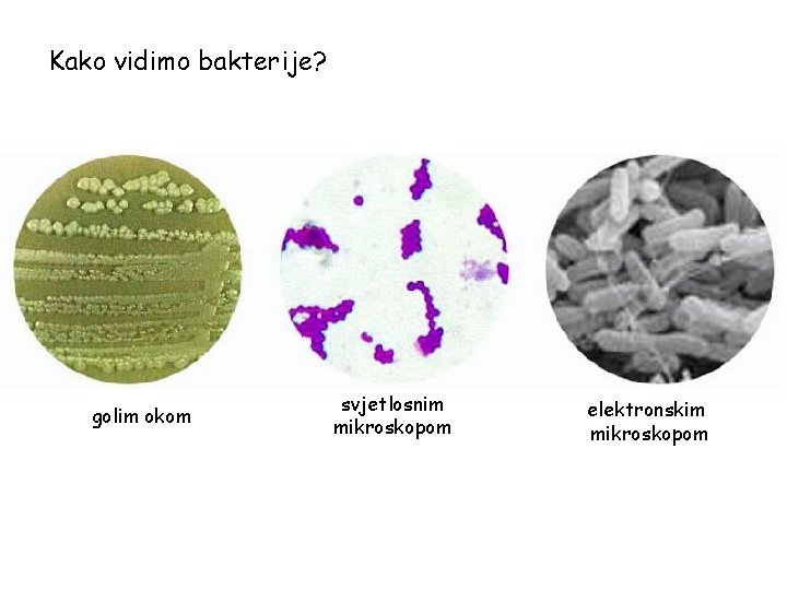 Kako vidimo bakterije? golim okom svjetlosnim mikroskopom elektronskim mikroskopom 