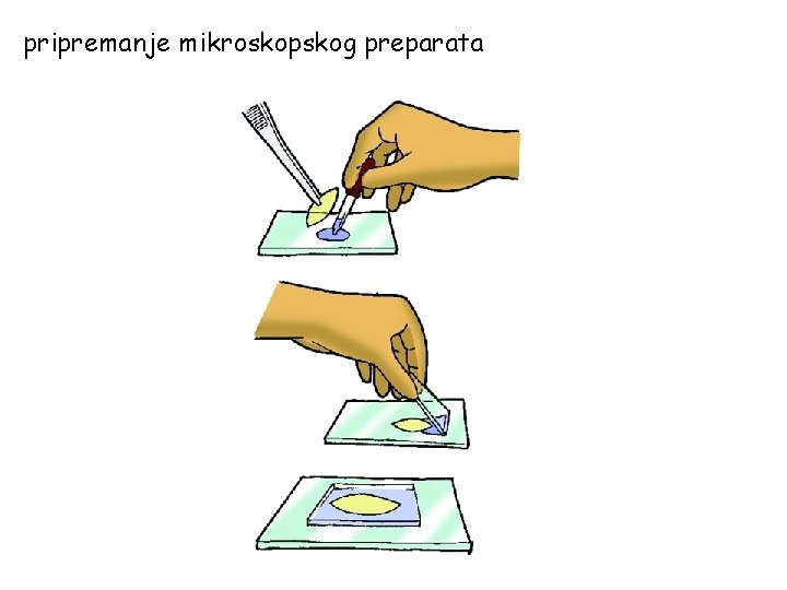 pripremanje mikroskopskog preparata 