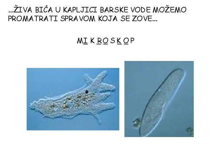 . . . ŽIVA BIĆA U KAPLJICI BARSKE VODE MOŽEMO PROMATRATI SPRAVOM KOJA SE