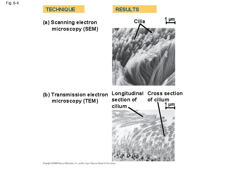 Fig. 6 -4 TECHNIQUE (a) Scanning electron microscopy (SEM) RESULTS Cilia 1 µm (b) Fig. 6 -4 TECHNIQUE (a) Scanning electron microscopy (SEM) RESULTS Cilia 1 µm (b)
