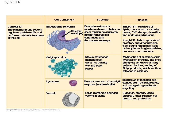 Fig. 6 -UN 1 b Cell Component Concept 6. 4 Endoplasmic reticulum The endomembrane Fig. 6 -UN 1 b Cell Component Concept 6. 4 Endoplasmic reticulum The endomembrane
